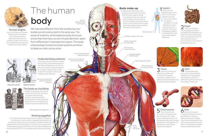 Human Body Авт: Richard Walker Вид-во: DK - фото 2