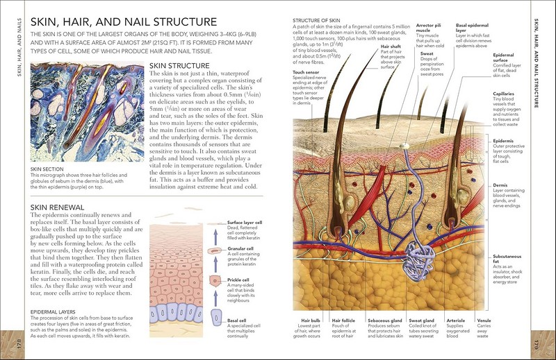 The Concise Human Body Book Вид-во: DK - фото 8