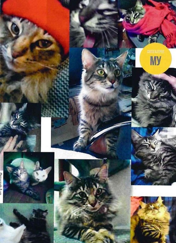 Котячий щоденник Джюнджі Іто: Йон та Му Авт: Джюнджі Іто Вид-во: Molfar Comics - фото 5