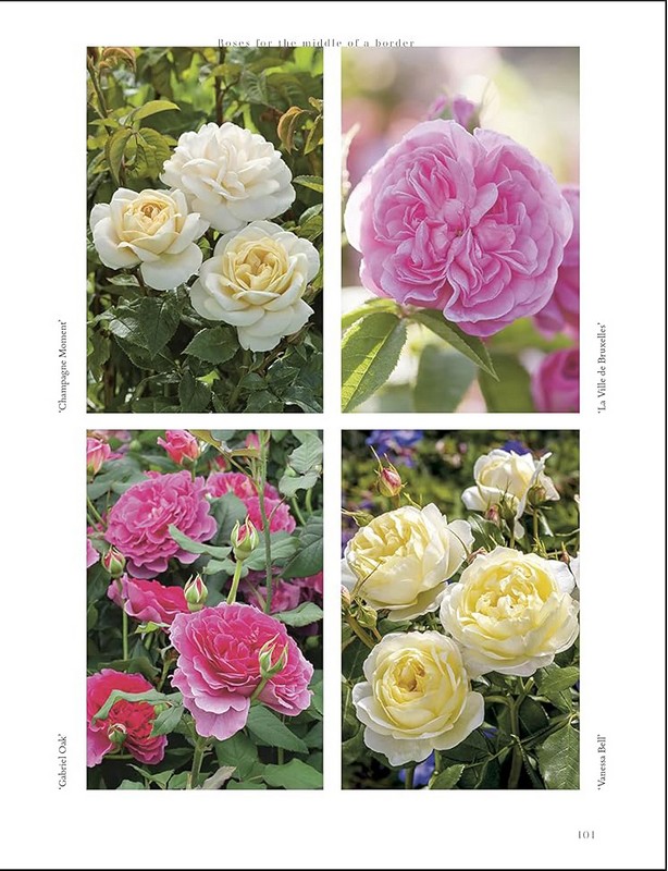 RHS Roses - фото 9