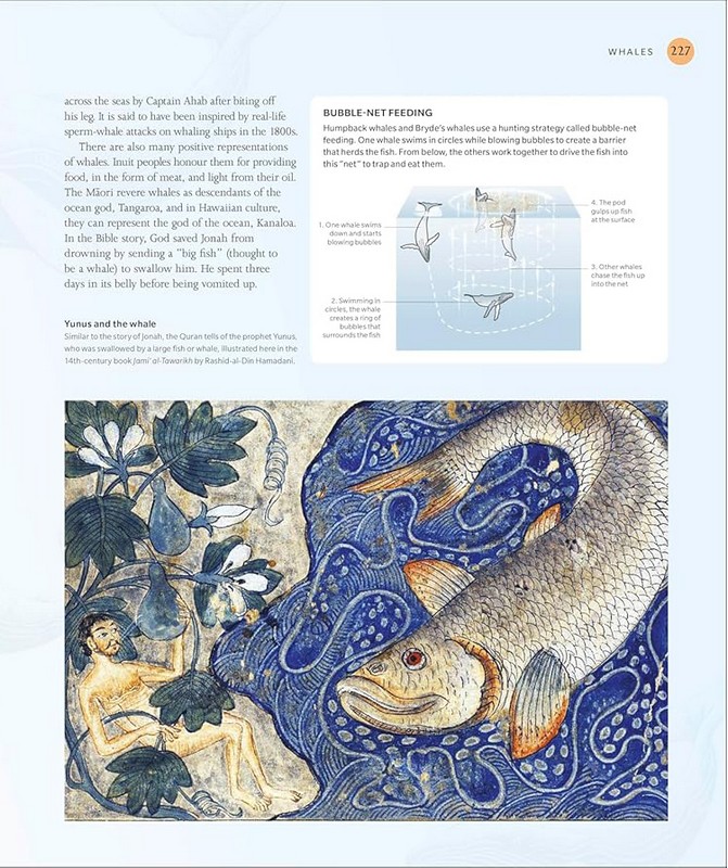 The Ocean Book - фото 13