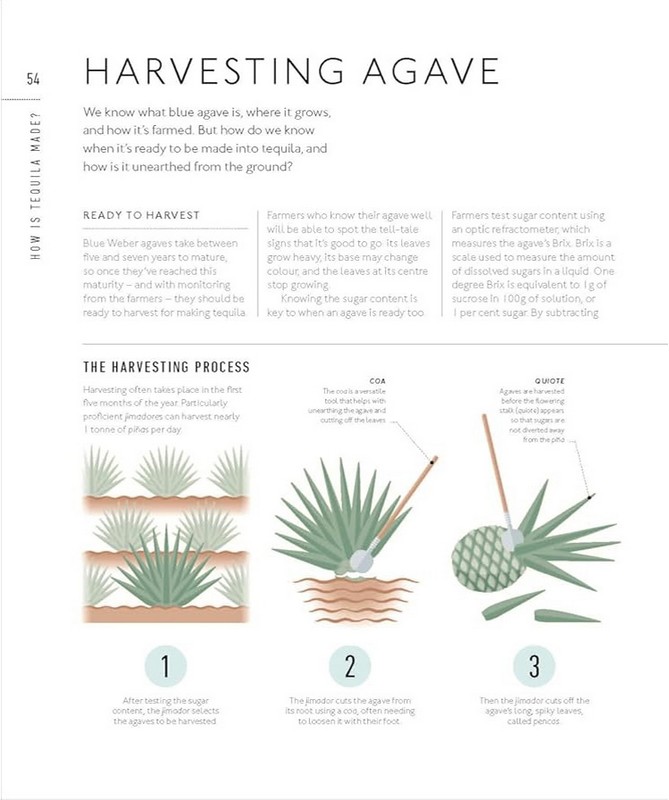 Tequila: A Tasting Course - фото 6