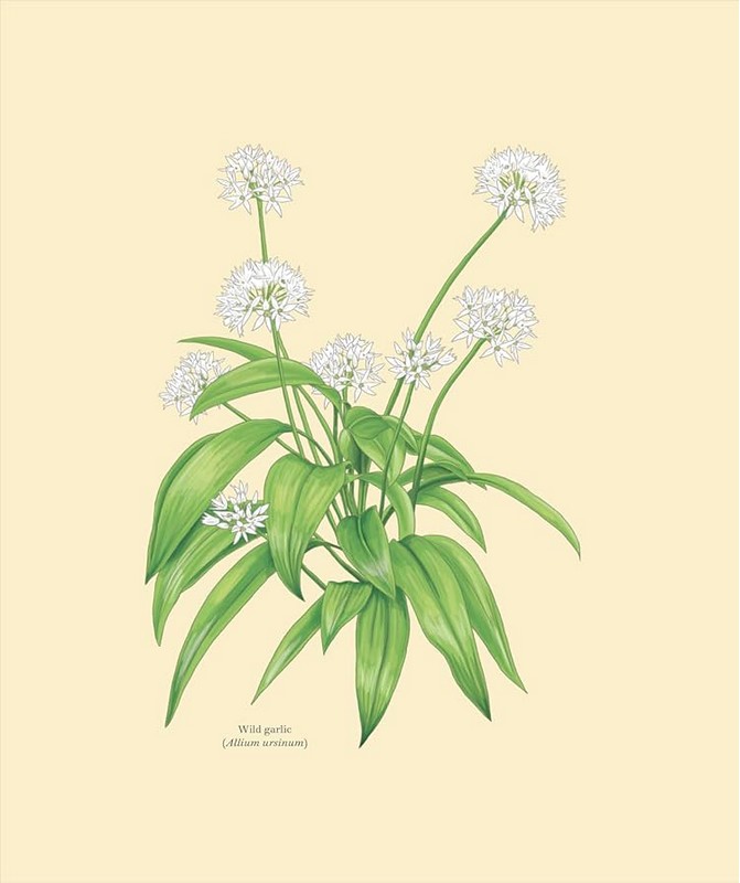 Wildflowers - фото 2