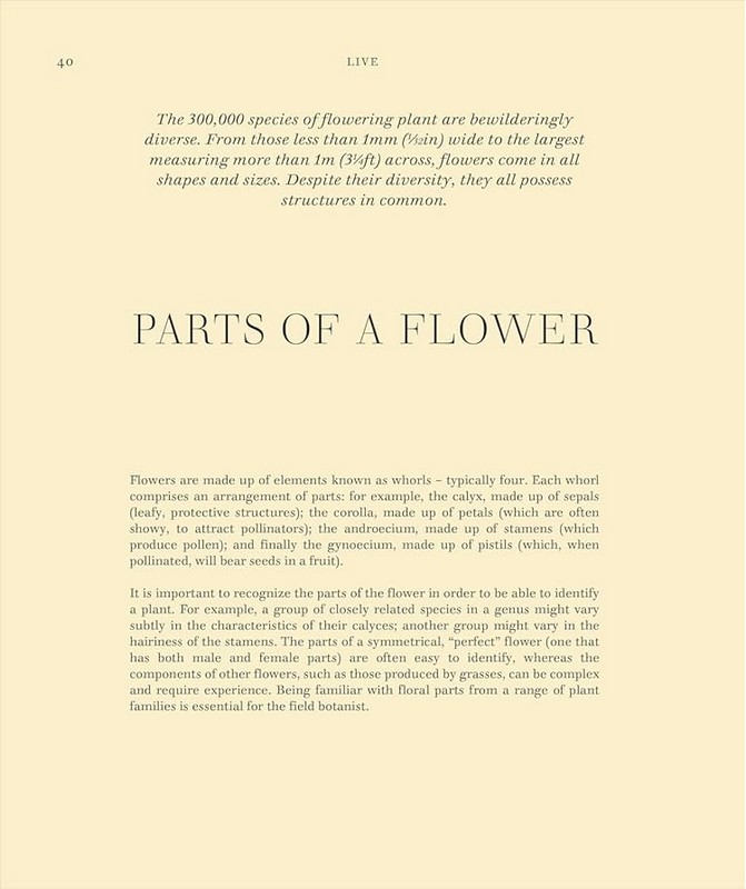 Wildflowers - фото 4