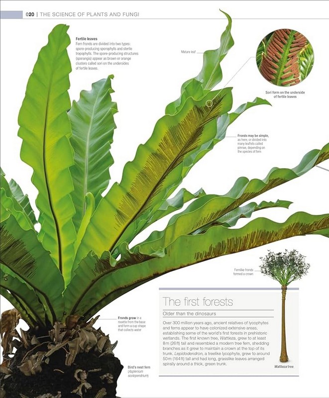 Plants and Fungi. The Definitive Visual Guide Авт: Колектив авторів Вид-во: DK - фото 3