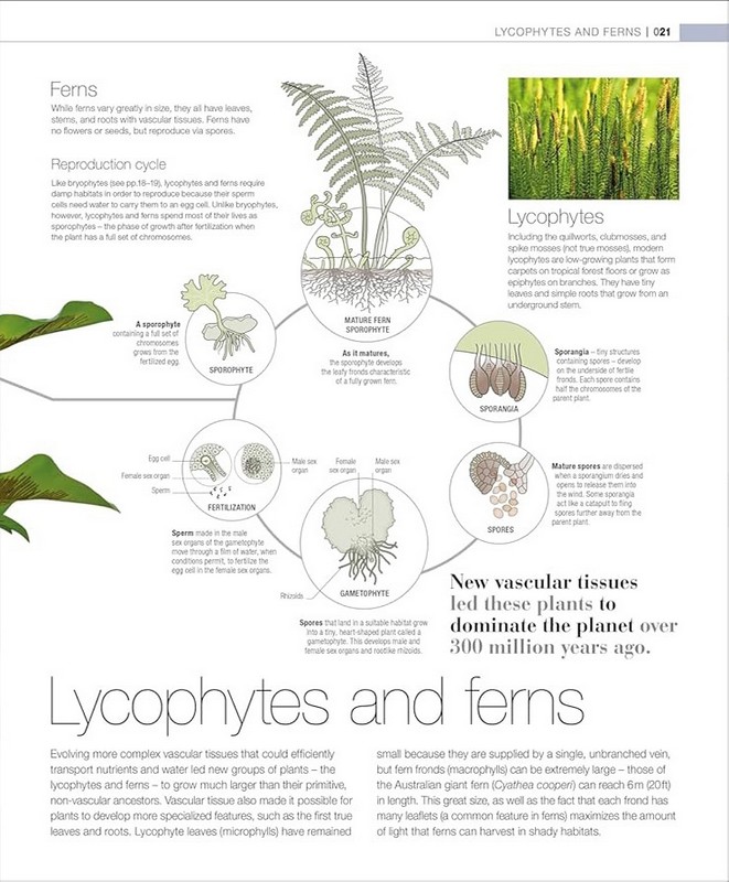 Plants and Fungi. The Definitive Visual Guide Авт: Колектив авторів Вид-во: DK - фото 4