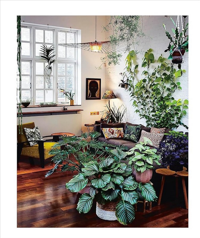 RHS House Plant Авт: Колектив авторів Вид-во: DK - фото 2